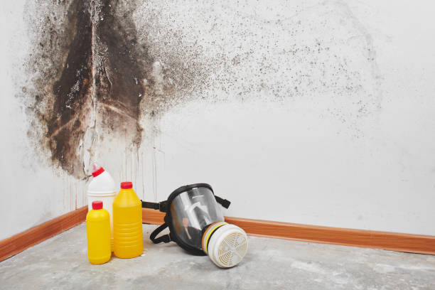 Best Mold Damage Repair  in Wayne, IL