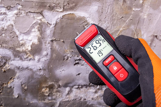 Best Home Mold Removal  in Wayne, IL
