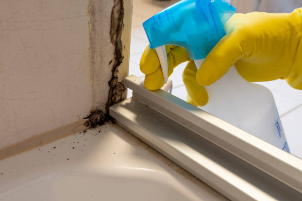 Best Attic Mold Removal  in Wayne, IL