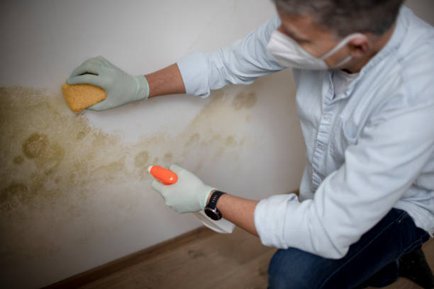 Trusted Wayne, IL Mold Removal Experts