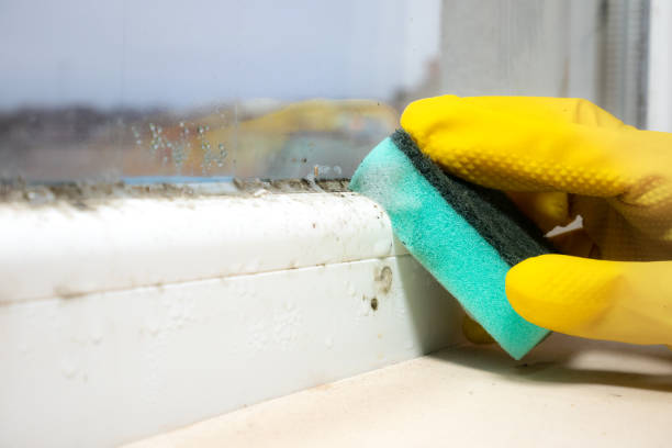 Attic Mold Removal in Wayne, IL